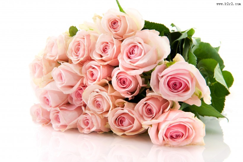 象征美丽爱情的玫瑰图片