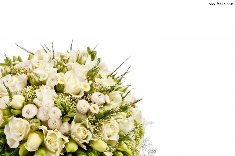 象征美丽爱情的玫瑰图片