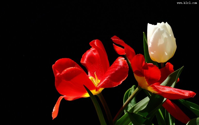 郁金香图片