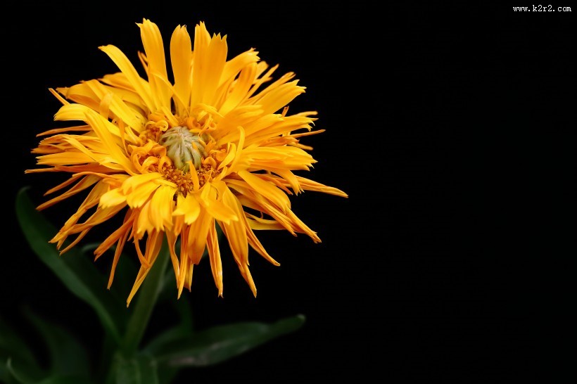 黄色的小菊花图片大全