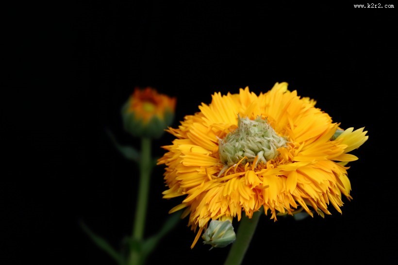 黄色的小菊花图片大全