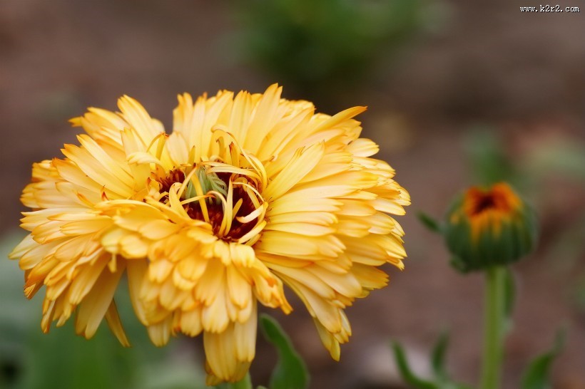 黄色的小菊花图片大全