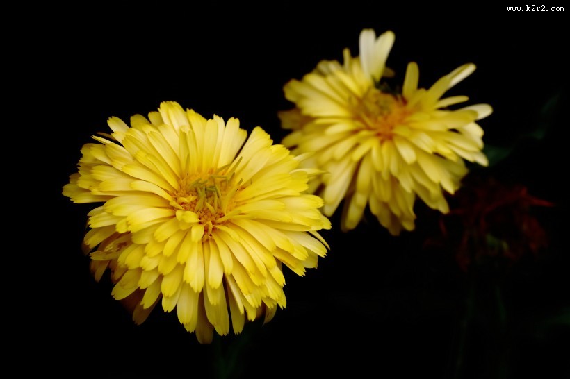 黄色的小菊花图片大全