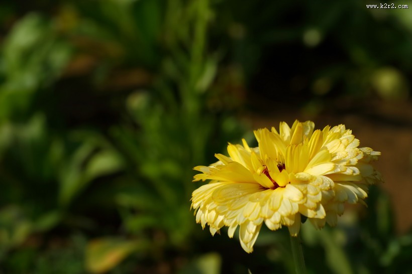 黄色的小菊花图片大全