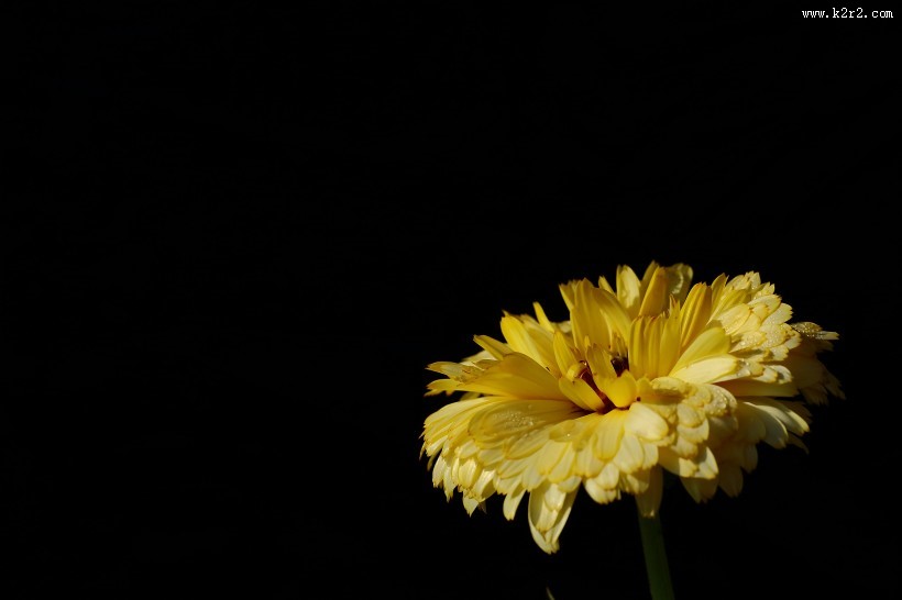 黄色的小菊花图片大全