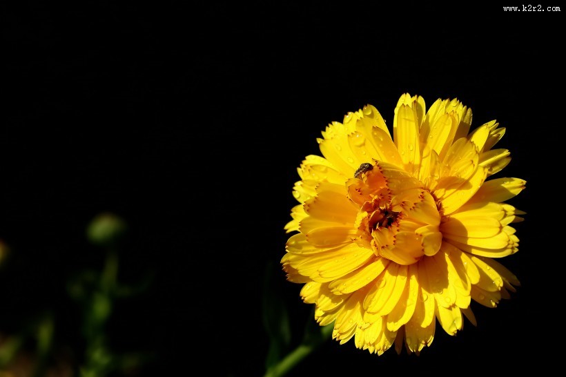 黄色的小菊花图片大全