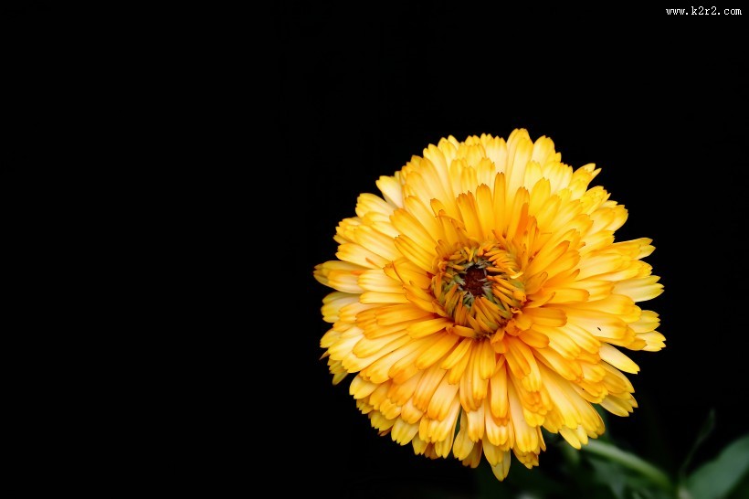 黄色的小菊花图片大全