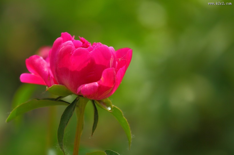 含苞待放的芍药花图片
