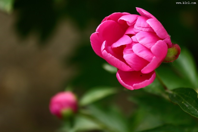 含苞待放的芍药花图片