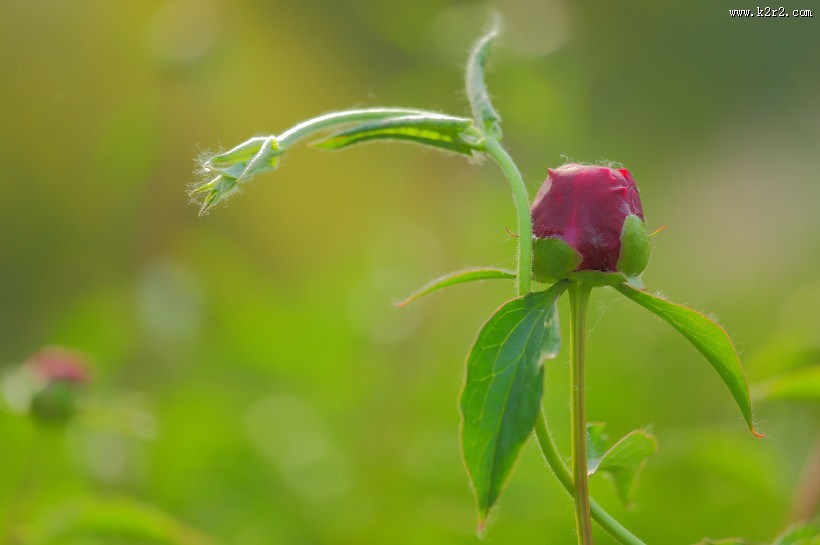 含苞待放的芍药花图片
