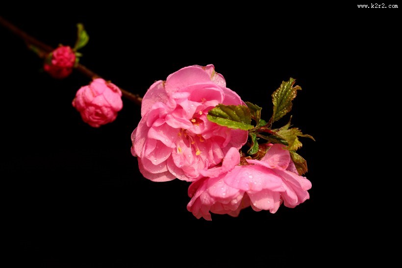 榆叶梅图片大全