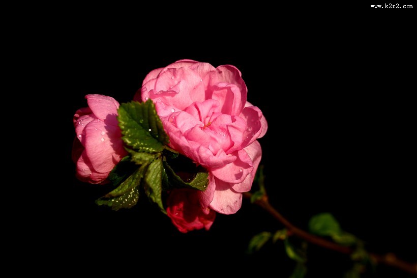 榆叶梅图片大全