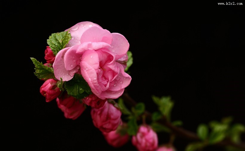 榆叶梅图片大全