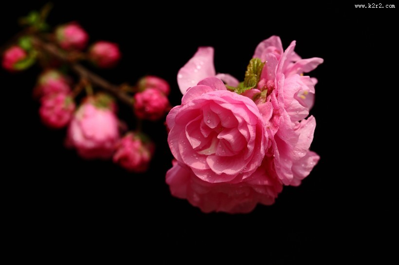 榆叶梅图片大全