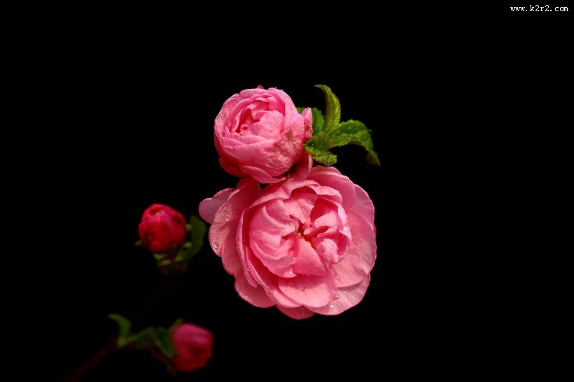 榆叶梅图片大全