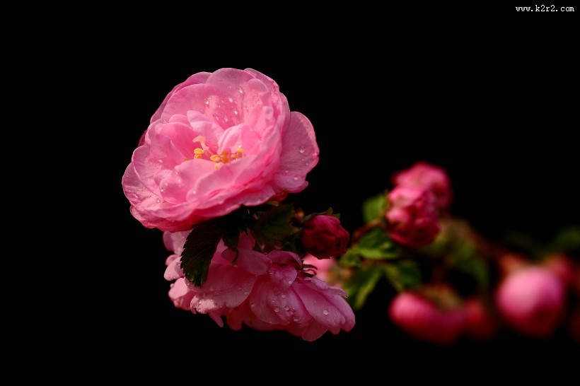 榆叶梅图片大全