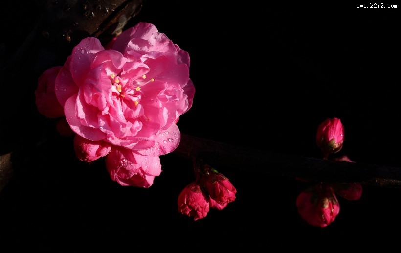 榆叶梅图片大全