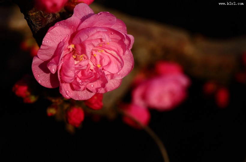 榆叶梅图片大全