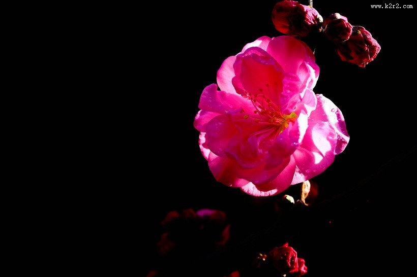 榆叶梅图片大全