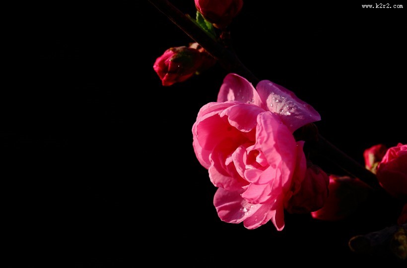 榆叶梅图片大全