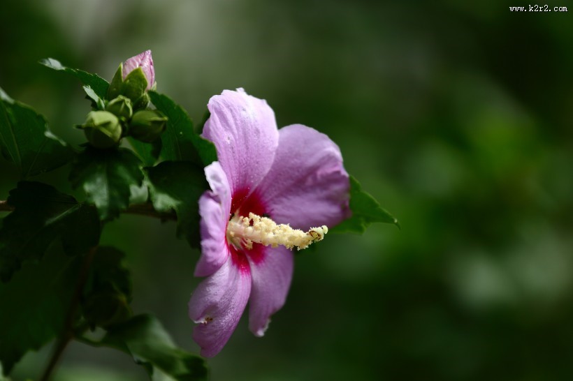 木槿花图片大全