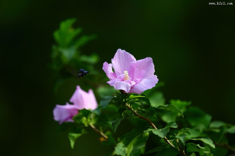 木槿花图片大全