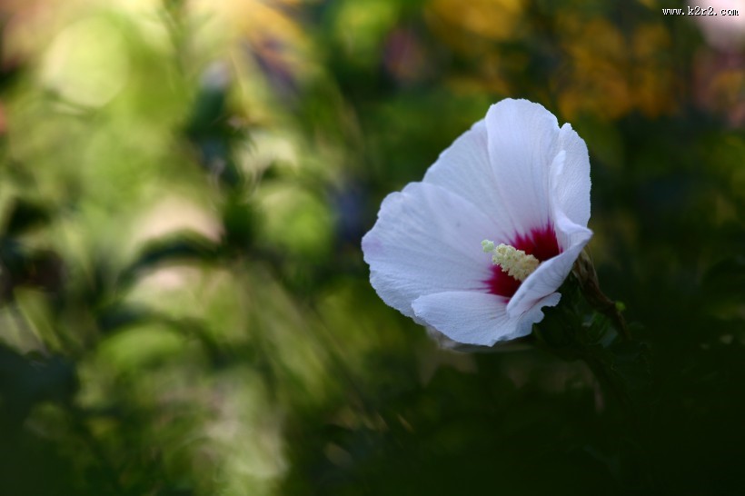 木槿花图片大全