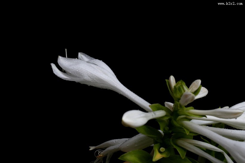 白玉簪图片大全