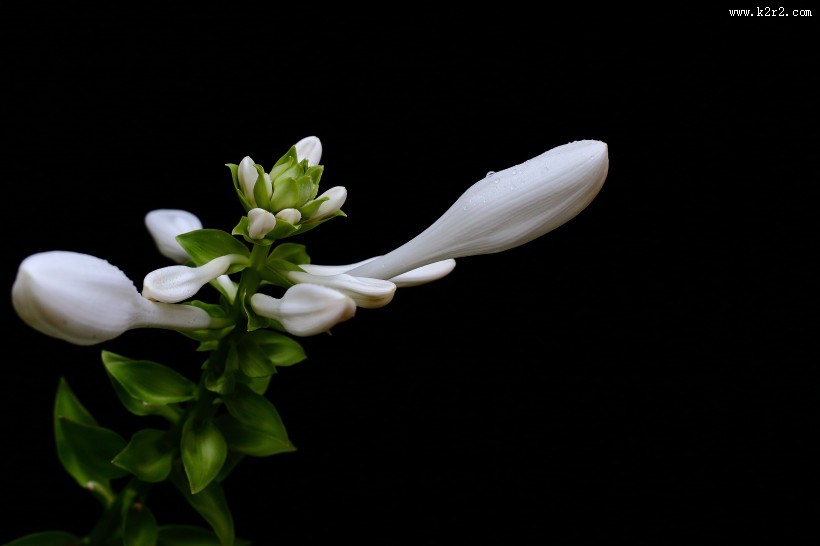 白玉簪图片大全