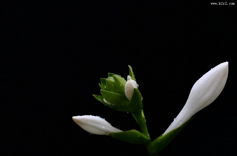 白玉簪图片大全