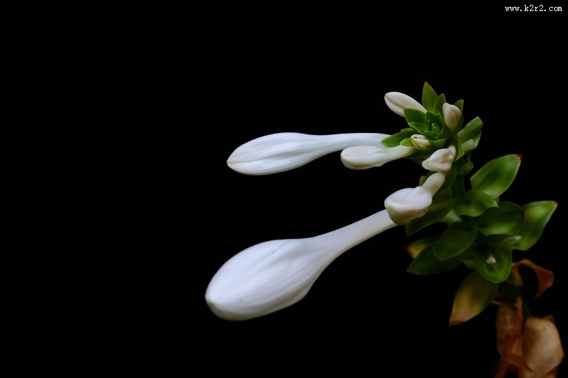 白玉簪图片大全