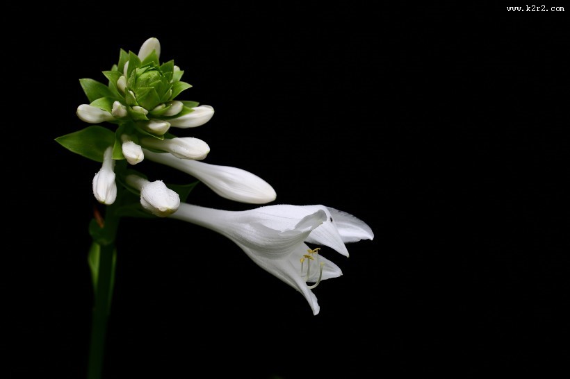 白玉簪图片大全