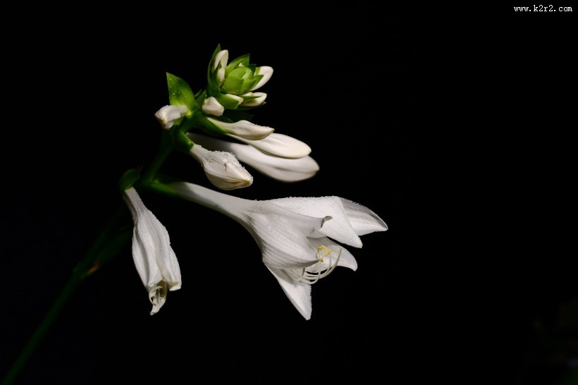 白玉簪图片大全