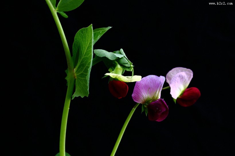 豌豆花图片大全