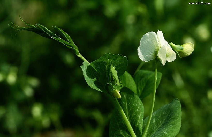 豌豆花图片大全