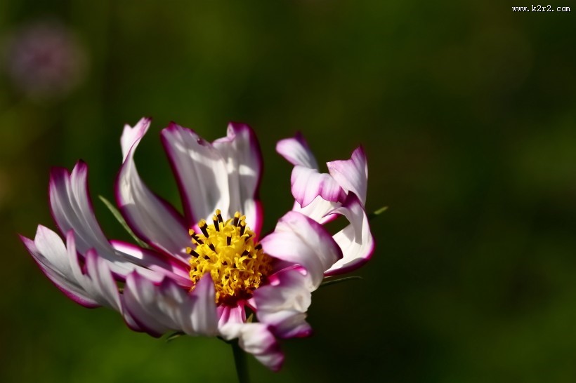 格桑花图片大全