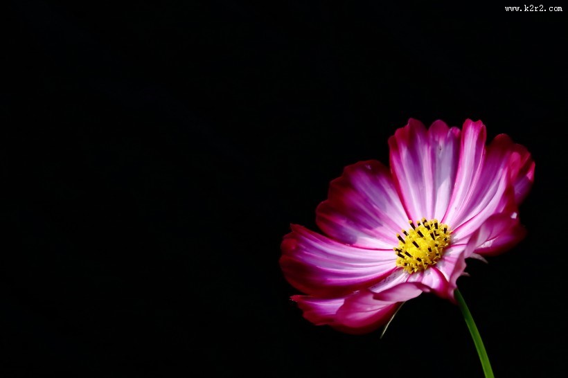 格桑花图片大全