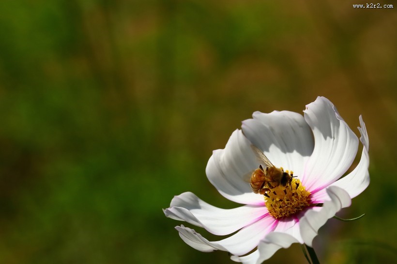 格桑花图片大全