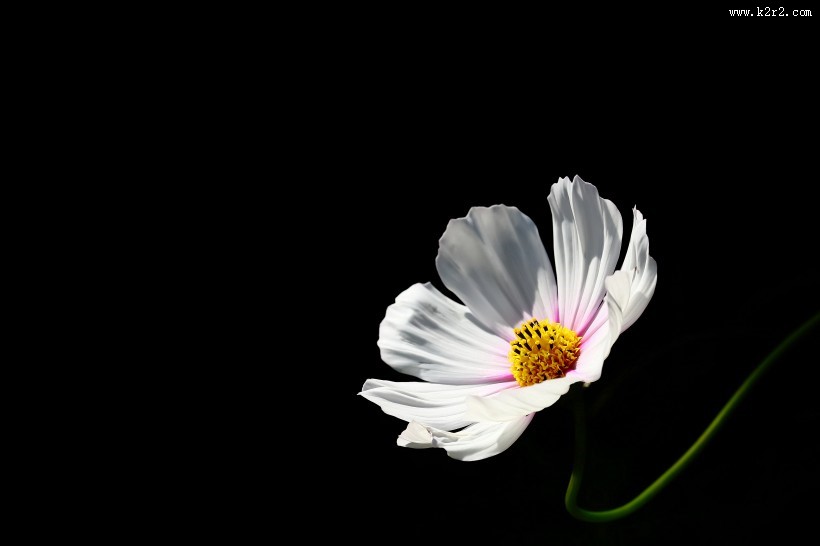 格桑花图片大全