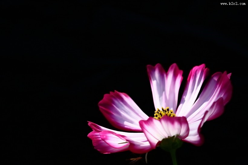 格桑花图片大全