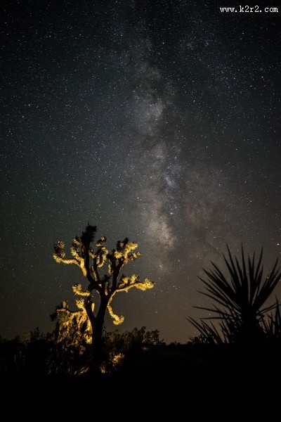 沙漠之花仙人掌图片