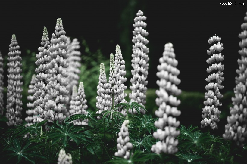 美丽的羽扇豆图片