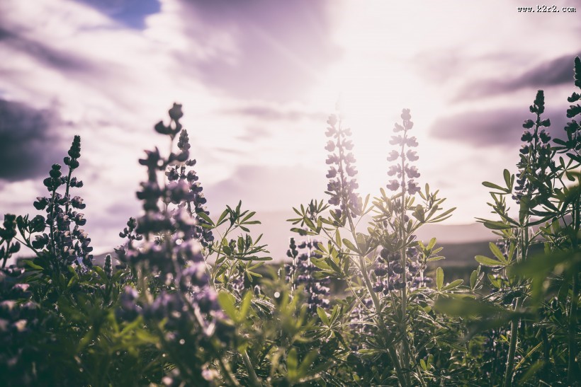 美丽的羽扇豆图片