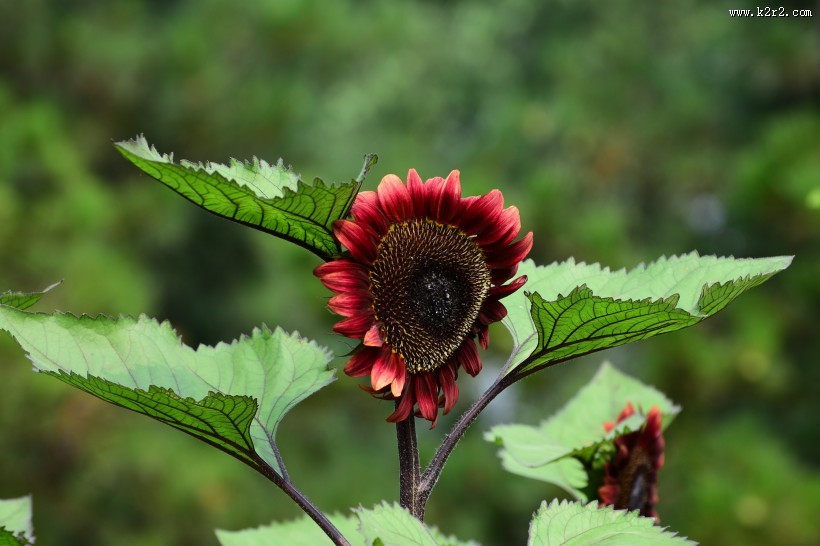 生机勃勃的向日葵图片大全