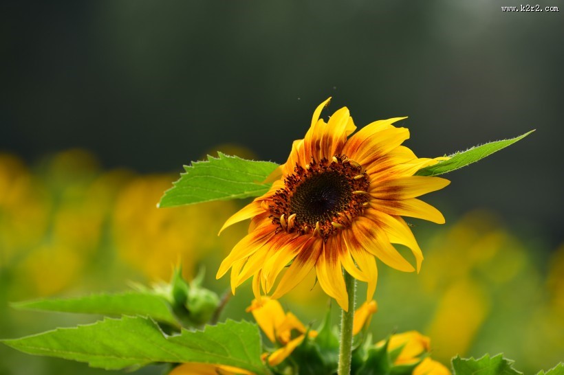 生机勃勃的向日葵图片大全