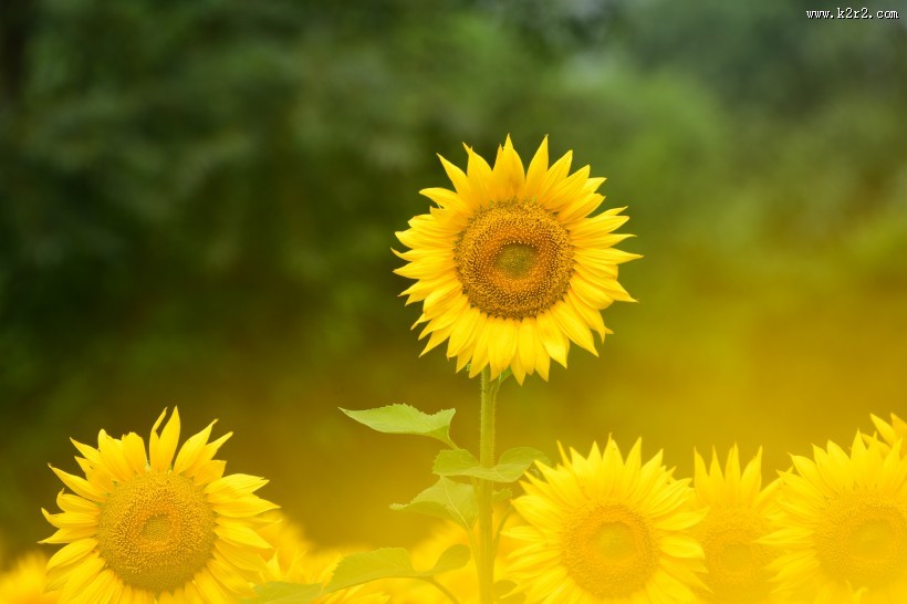 生机勃勃的向日葵图片大全