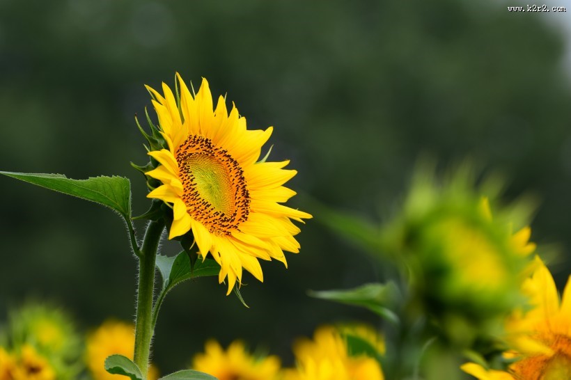 生机勃勃的向日葵图片大全