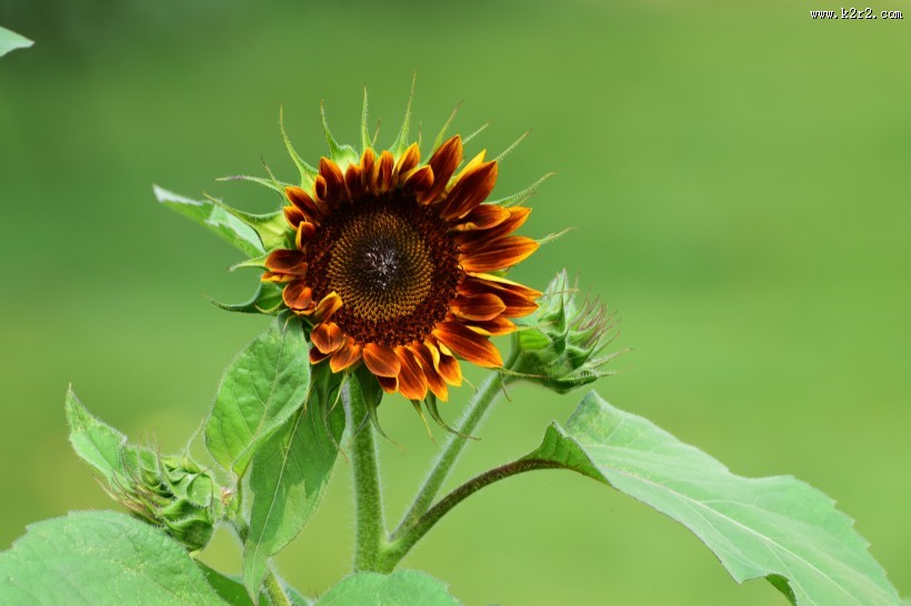 生机勃勃的向日葵图片大全