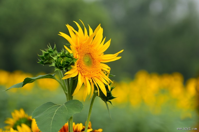 生机勃勃的向日葵图片大全