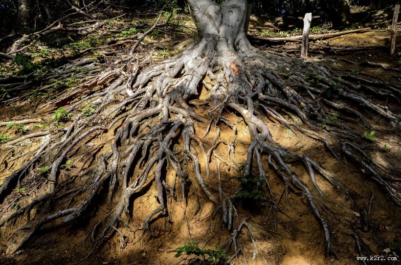 大树的根部图片